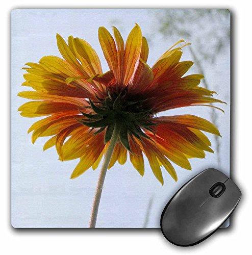 3dRose LLC 8 x 8 x 0.25 Inches Orange and Yellow Sunflower Mouse Pad  mp_15261_1