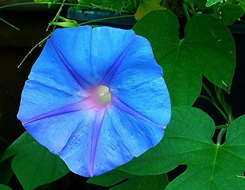 Morning Glory Seed  Ice Blue  20 Seeds  Glowing Blue Season Long Blooms Morning Glory Seed  Ice Blue  20 Seeds  Glowing Blue Season Long Blooms