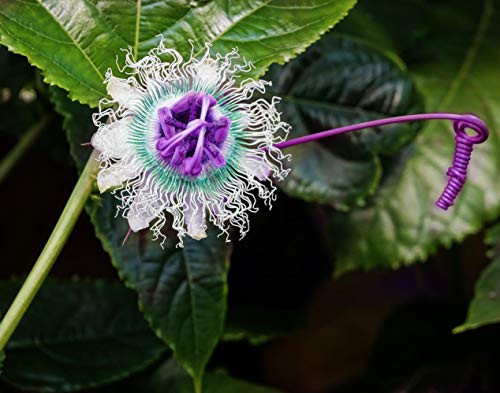 40 Pcs Purple Passion Flower Seeds Passiflora Fruit