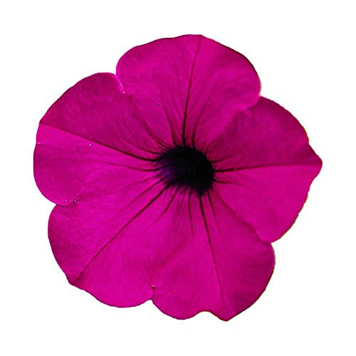Park Seed Tidal Wave Purple Hybrid Petunia Seeds