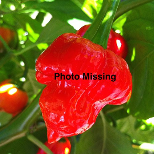 Wayland Chiles Purple Beauty Pepper Seeds