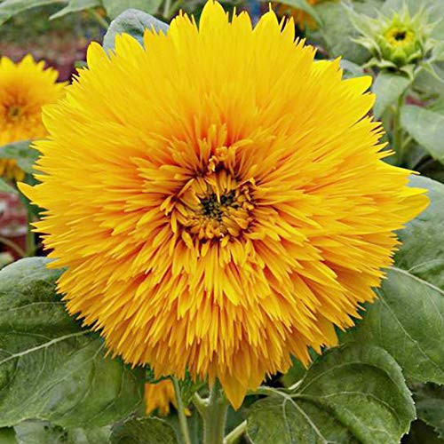 Tall Sungold Sunflower Giant Seeds10Plus Dubles Petals Flower? Helianthus Annuus Portulaca Grandiflora  Seeds Non-GMO Flower Seeds Giant Heirloom Bulb Easy to Grow for Garden Outdoor Yard Farm Planting