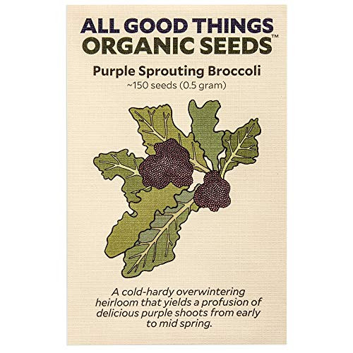 Purple Sprouting Broccoli Seeds  ~150   Certified Organic  Non-GMO  Heirloom  Open Pollinated Seeds from The United States