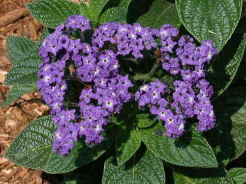 Heliotrope Marine Fragrant Purple Blooms tynsw3  5 Seeds
