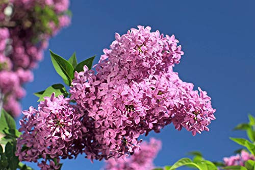 50pcs Bag Perennial Lilac Seeds Shrubs Purple Flower Lilacs Syringa 50pcs Bag Perennial Lilac Seeds Shrubs Purple Flower Lilacs Syringa