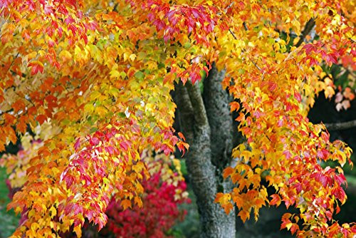 Posterazzi Oregon United States Of America; Red And Yellow Leaves On A Tree In Autumn Poster Print (19 x 12)