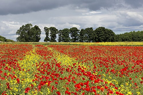 Posterazzi A field with an abundance of red and yellow flowers; Northumberland England Poster Print (19 x 12)