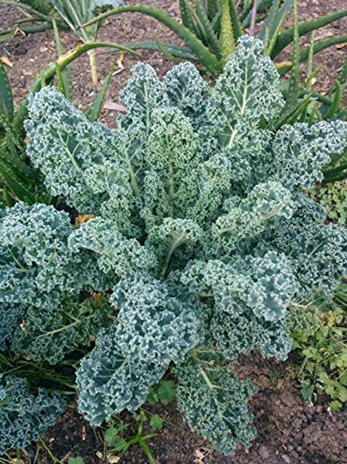Dwarf Blue Curled Scotch Kale Seeds for Planting 1 Gram Non-GMO American Seeds Heirloom Brassica oleracea VAR sabellica Dwarf Blue Curled Scotch Kale Seeds for Planting 1 Gram Non-GMO American Seeds Heirloom Brassica oleracea VAR sabellica