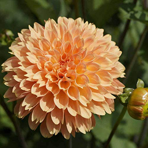 Rare Light Orange Dwarf Pompon Dahlia Seeds 100 PCS
