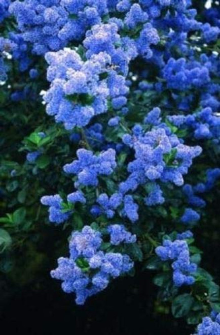 25 Blue Lilac Seeds Tree Fragrant Hardy Perennial Flower Shrub Garden Bloom 25 Blue Lilac Seeds Tree Fragrant Hardy Perennial Flower Shrub Garden Bloom