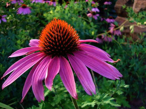 Purple Coneflower Perennial-70 Seeds  500 mg-Echinacea