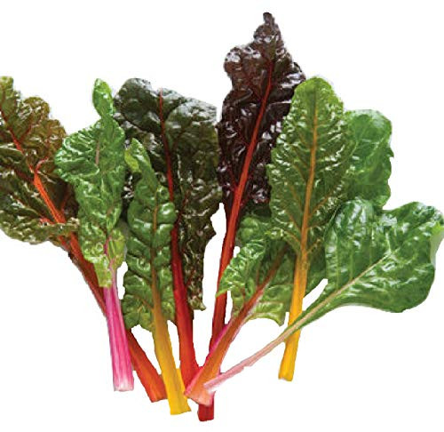 Chard Seeds - Rainbow Swiss Mix - Heirloom Non GMO by Hill Creek Seeds