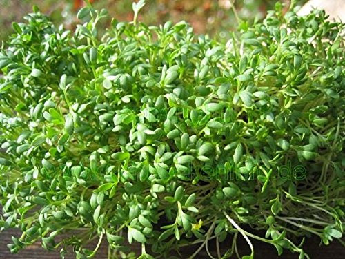 Cress Seeds - Peppergrass Healthy Garden Herb - Non GMO by Hill Creek Seeds