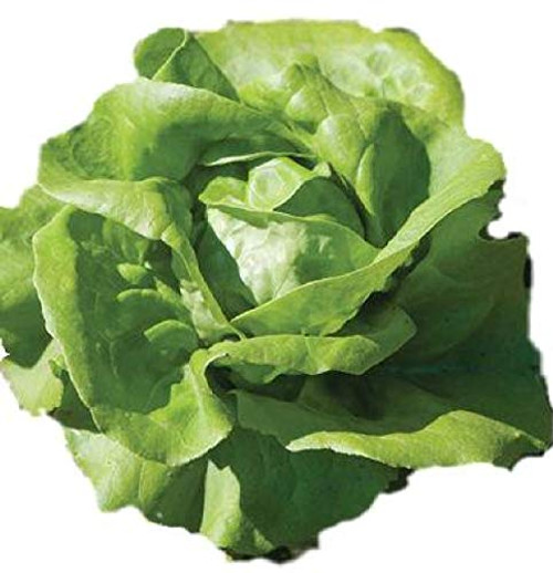 Lettuce Seeds - Buttercrunch Organic Heirloom - 4,000 Seeds Non GMO