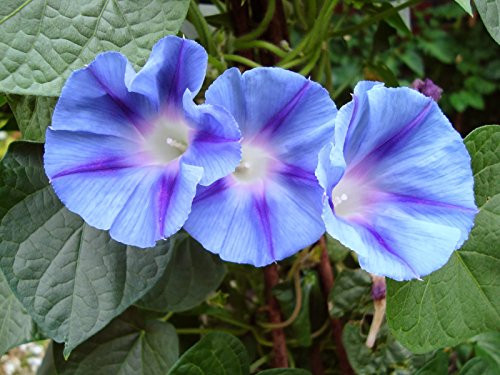 20 Heavenly Blue Morning Glory Seeds
