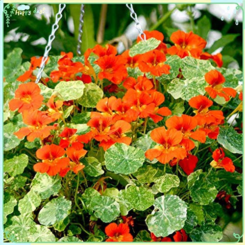 Rare Flower Plant Seeds 30Plus Nasturtium Seeds - Orange Troika Rare Flower Plant Seeds 30Plus Nasturtium Seeds - Orange Troika