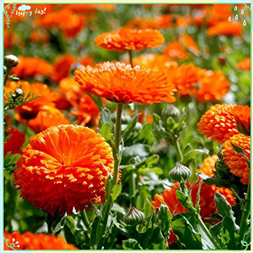 Rare Flower Plant Seeds 200Plus Calendula Seeds - Orange King Rare Flower Plant Seeds 200Plus Calendula Seeds - Orange King