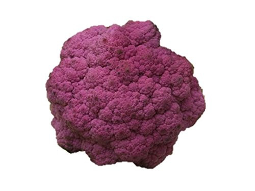 Broccoli Purple Sprouting Seeds for Non GMO Heirloom Microgreens or Garden 245  10 500 Seeds  or 1oz