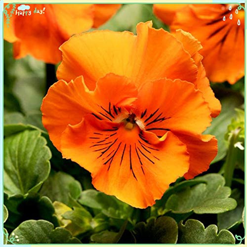 Rare Flower Plant Seeds 50Plus Pansy Seeds - Frizzle Sizzle Orange Rare Flower Plant Seeds 50Plus Pansy Seeds - Frizzle Sizzle Orange