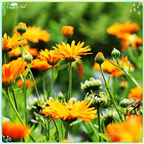 Rare Flower Plant Seeds 200Plus Calendula officinalis Seeds Rare Flower Plant Seeds 200Plus Calendula officinalis Seeds