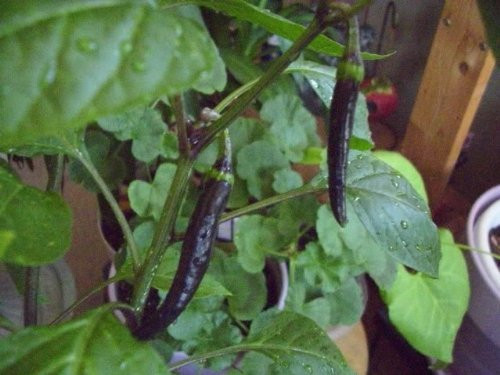 Purple Cayenne Pepper 10Plus Seeds
