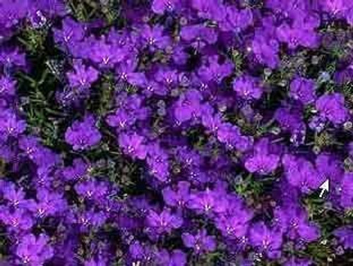 200 Blue Purple CRYSTAL PALACE LOBELIA Erinus Flower Seeds