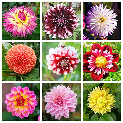 100Plus Mixed Rare Dahlia Seeds for Outdoor Garden Potted Flower Plants
