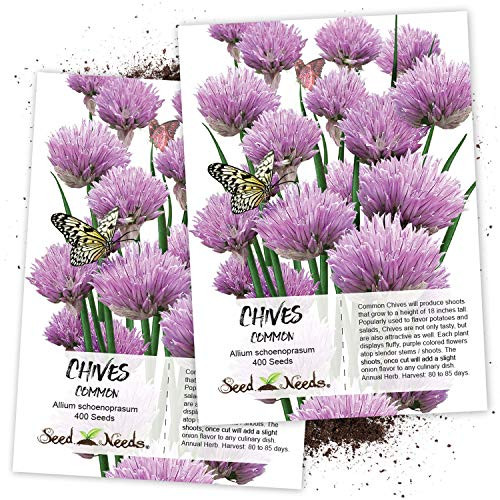 Seed Needs  Common Chives Herb  Allium schoenoprasum  Twin Pack of 400 Seeds Each Non-GMO