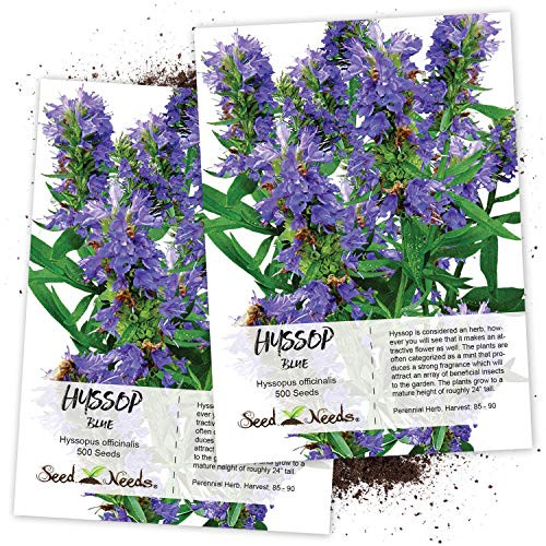 Seed Needs Blue Hyssop Herb Hyssopus officinalis Twin Pack of 500 Seeds Each Non-GMO Seed Needs Blue Hyssop Herb Hyssopus officinalis Twin Pack of 500 Seeds Each Non-GMO