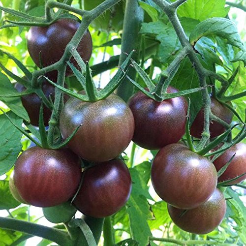 Black Cherry Tomato Seeds - 20Plus Rare Non-GMO Organic Heirloom Vegetable Garden Seeds