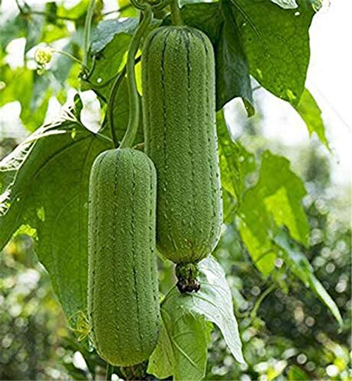 Luffa Seeds 20Plus Loofah Luffa Vegetables Luffa Gourd cylindrica egyptiaca Vine Seeds Luffa Seeds 20Plus Loofah Luffa Vegetables Luffa Gourd cylindrica egyptiaca Vine Seeds