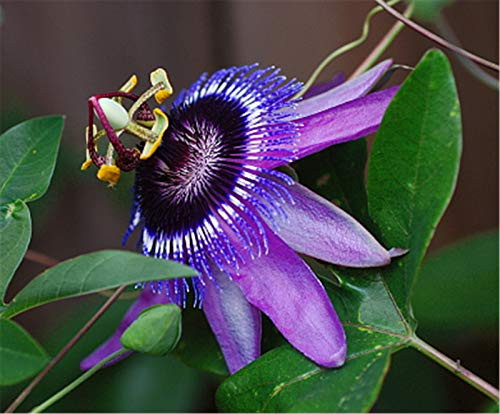 30 Pcs Passiflora Seeds -Passiflora loefgrenii x caerulea - Passionfruit Flower Seeds