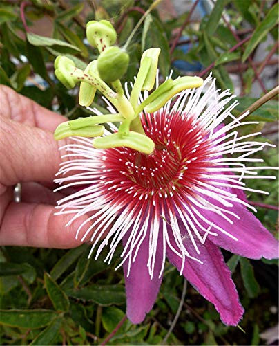 30 pcs Passiflora Seeds - Passiflora Anastasia Passionfruit Flower Seeds