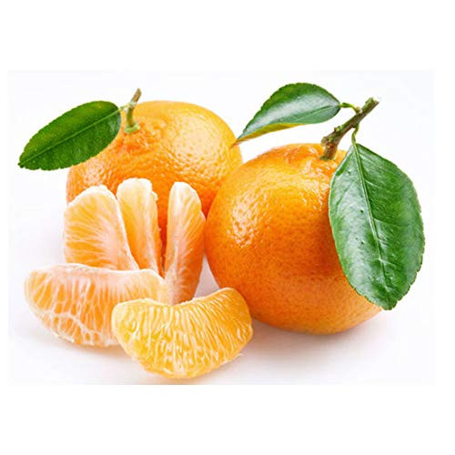 Cold-hardy - Sweet Mandarin Orange Tree   Citrus reticulata   25Plus fresh seeds