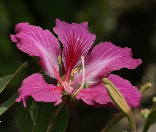 Purple Orchid Tree 10 Seeds -Bauhinia purpurea-Tropical by AchmadAnam