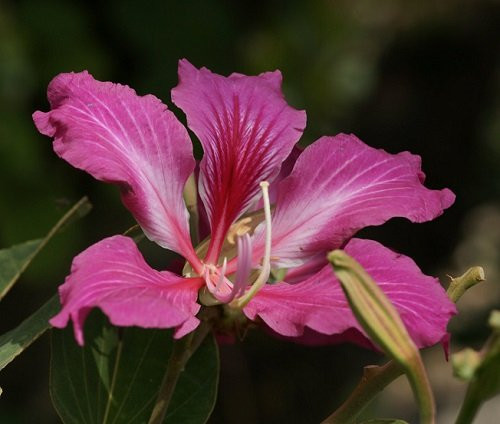 Purple Orchid Tree 10 Seeds -Bauhinia purpurea-Tropical by AchmadAnam Purple Orchid Tree 10 Seeds -Bauhinia purpurea-Tropical by AchmadAnam