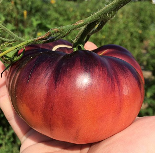 Indigo Apple Dark Purple Beefsteak Heirloom Tomato Premium Seed Packet