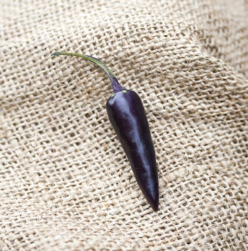 Purple Cayenne Heirloom Pepper Premium Seed Packet Plus More Purple Cayenne Heirloom Pepper Premium Seed Packet Plus More