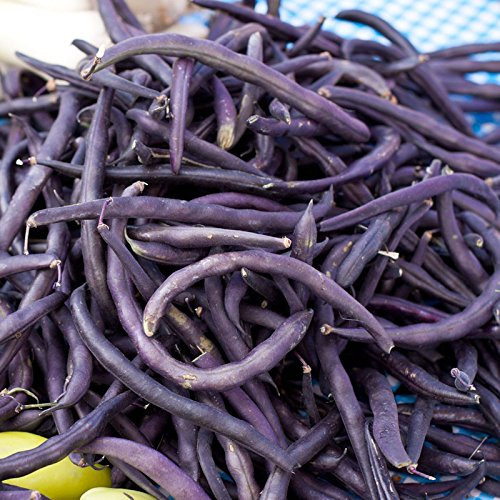 Bean Royal Purple Pod Bush Great Heirloom Garden Vegetable by Seed Kingdom Bulk 100 Seeds