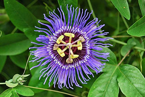 Passiflora Incarnata Seeds. AKA Purple Passion Flower Maypop  this exceptional fast-growing perennial vine can survive winter freeze  10  Seeds