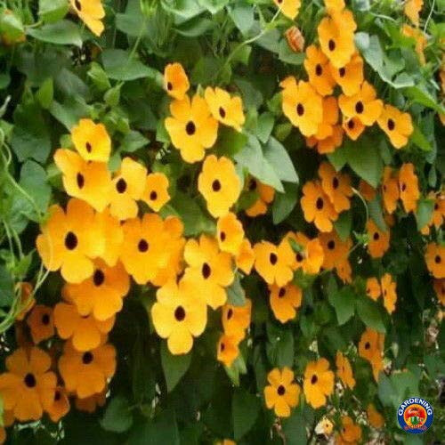 100Plus Black Eyed Susan Vine Seeds for Planting  Exotic Garden Flowers  Made in USA  Ships from Iowa. 100Plus Black Eyed Susan Vine Seeds for Planting  Exotic Garden Flowers  Made in USA  Ships from Iowa.