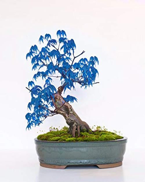 Rare Blue Maple Bonsai 10 Pcs Seeds Ornamental Plants Garden Hardy Outdoor Decoration