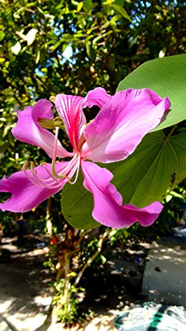 20 Seeds of Bauhinia purpurea  Purple Orchid Tree