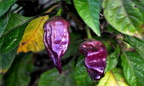 20 seeds PURPLE Ghost Pepper Bhut Jolokia Extremely RARE Hot Spicy Heirloom