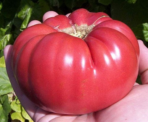 Black Brandywine Tomato 30 Seeds - Heirloom