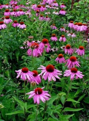 -Bulk- CONEFLOWER -Purple- "Echinacea purpurea" 500PlusPerennial seeds