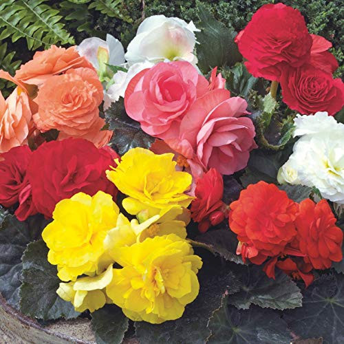 Outsidepride Begonia Flower Seeds Mix - 1000 Seeds