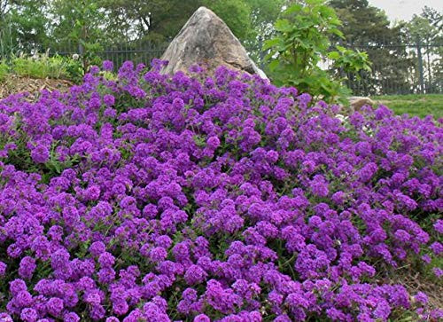 50 Plus MOSS VERBENA GROUNDCOVER SEEDS ? CREEPING PERENNIAL PURPLE FLOWER - USA ?