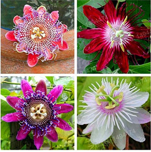 1 Bag 200 Seeds  Passiflora Incarnata  Maypop Vine  Purple Passion Flower