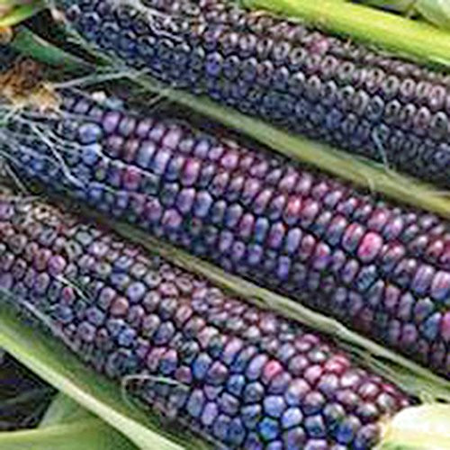 Corn  Blue HOPI  Heirloom  500 Seeds  Great for Making Blue Corn Flour